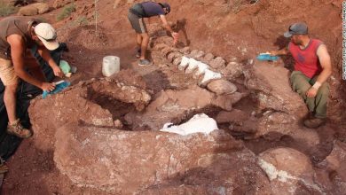 Photo of De la cap până la coadă – 40 de metri. În Argentina a fost descoperit cel mai mare schelet de dinozaur de până acum