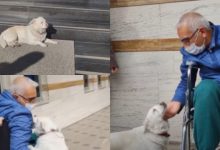 Photo of video | O cățelușă a mers zilnic kilometri pentru a-și „vizita” la spital stăpânul bolnav. Momentul emoționant când cei doi se reîntâlnesc