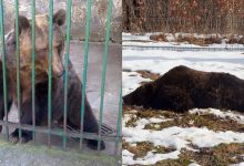 Photo of video | Are hectare la dispoziție, dar se mișcă în cerc pe același loc. Drama unei ursoaice care a fost lăsată liberă după 20 de ani în cușcă