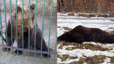 Photo of video | Are hectare la dispoziție, dar se mișcă în cerc pe același loc. Drama unei ursoaice care a fost lăsată liberă după 20 de ani în cușcă