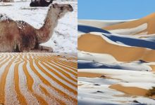 Photo of foto, video | Fulgii cad pe nisip, iar cămilele se plimbă prin zăpadă! Deșertul Sahara a fost cuprins de nea