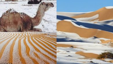 Photo of foto, video | Fulgii cad pe nisip, iar cămilele se plimbă prin zăpadă! Deșertul Sahara a fost cuprins de nea