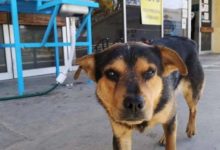 Photo of Timp de o lună, un câine și-a așteptat în fața spitalului stăpânul mort de COVID. Imaginile au creat o emoție puternică