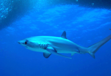 Photo of Savanții australieni vor ca atacurile rechinilor să fie numite „mușcături”. Cum motivează inițiativa?