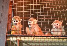 Photo of foto, video | Capricorni, lemuri și maimuțe. La Grădina Zoologică din Chișinău au fost aduse 31 de exemplare noi
