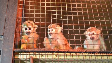 Photo of foto, video | Capricorni, lemuri și maimuțe. La Grădina Zoologică din Chișinău au fost aduse 31 de exemplare noi