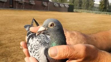 Photo of Porumbelul care ar fi călătorit 13.000 de kilometri până în Australia nu va fi omorât. Inelul de la picior era fals