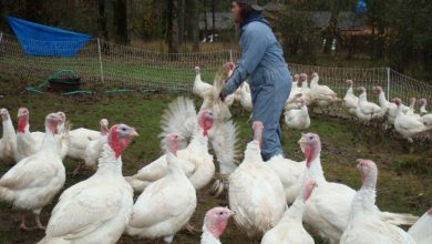 Photo of Focar de gripă aviară la o fermă din Ungaria. Peste 100.000 de păsări vor fi sacrificate