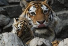 Photo of Noi detalii despre atacul tigrului de la Grădina Zoologică din Chișinău: Cum a fost salvat îngrijitorul și ce spune instituția