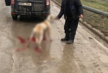 Photo of video | Imagini cu impact emoțional. Un bărbat ar fi legat un câine din urma mașinii și l-ar fi târât pe asfalt 