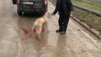 Photo of video | Imagini cu impact emoțional. Un bărbat ar fi legat un câine din urma mașinii și l-ar fi târât pe asfalt 