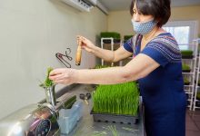 Photo of foto | Crește germeni, vlăstari și iarbă de grâu în mod organic în sera familiei cu suportul UE