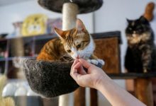 Photo of Povestea primei cafenele cu pisici din Orientul Mijlociu: Oricine este stresat găsește aici un refugiu și poate pleca acasă cu o felină