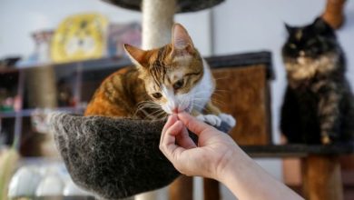 Photo of Povestea primei cafenele cu pisici din Orientul Mijlociu: Oricine este stresat găsește aici un refugiu și poate pleca acasă cu o felină