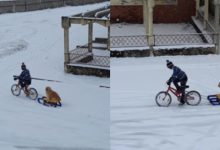 Photo of video | Prietenia înseamnă… să urci pe bicicletă pentru a-ți plimba cățelul cu sania! Gestul care l-a făcut celebru pe un copil din Cluj