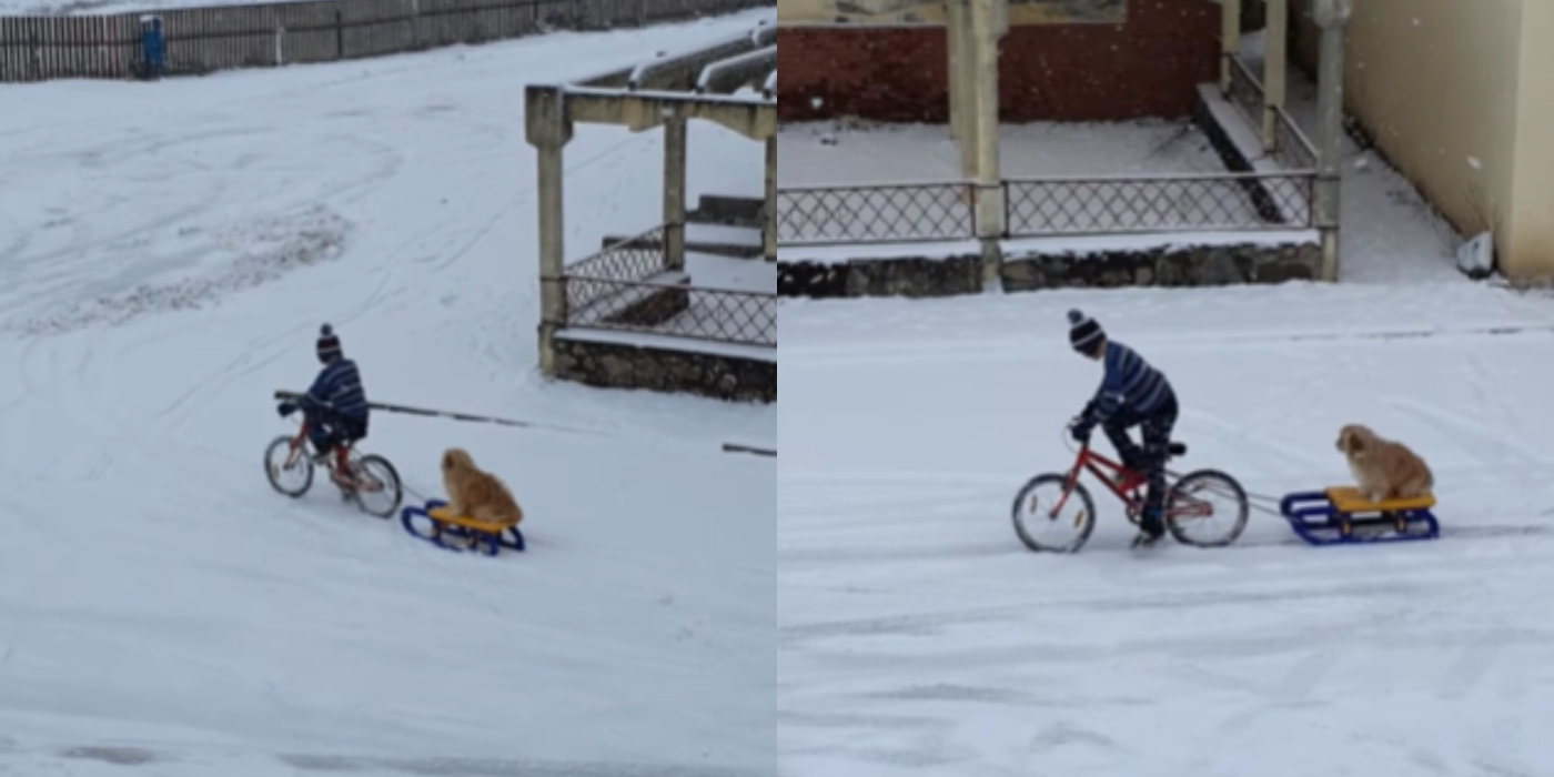 Photo of video | Prietenia înseamnă… să urci pe bicicletă pentru a-ți plimba cățelul cu sania! Gestul care l-a făcut celebru pe un copil din Cluj