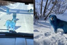 Photo of foto | O haită de câini albaștri se plimbă print-un oraș din Rusia. Cum ar putea fi explicată culoare blănii?