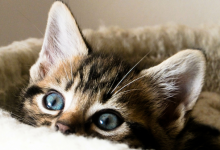 Photo of Ziua internațională a pisicii: Cum au ajuns să fie venerate micile feline care ne fac viața mai frumoasă