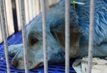 Photo of Rusia: Au apărut câini verzi, după ce o haită cu blana albastră a îngrijorat mai mulți oameni