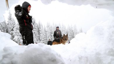 Photo of Voiau să spună că stăpânii sunt în pericol. Doi câini care lătrau puternic au atras atenția turiștilor pe un munte din Elveția