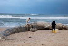 Photo of Balenă, găsită fără suflare pe plajă după ce ar fi înghițit gudron. Cel puțin 1000 de tone de lichid au ajuns în mare