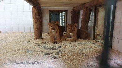 Photo of foto | Grădina Zoologică din Chișinău a mai adus patru lei africani. Aceștia își așteaptă numele