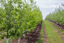 Photo of Ministerul Agriculturii: Înghețurile de primăvară ar putea afecta semnificativ recolta