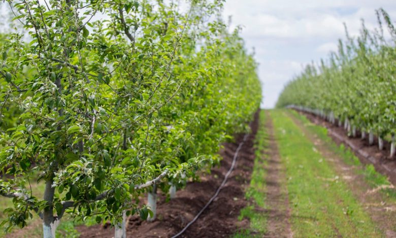 Photo of Ministerul Agriculturii: Înghețurile de primăvară ar putea afecta semnificativ recolta