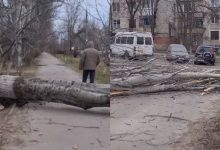 Photo of video | Vântul puternic face ravagii în capitală! Cel puțin doi arbori s-au prăbușit pe trotuare
