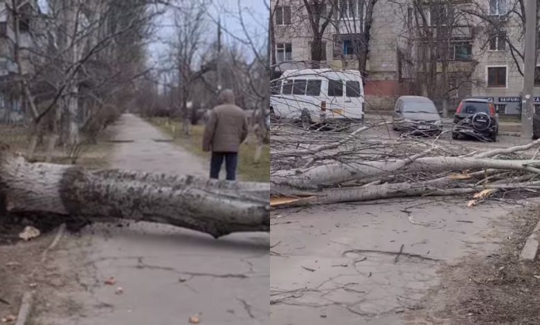 Photo of video | Vântul puternic face ravagii în capitală! Cel puțin doi arbori s-au prăbușit pe trotuare