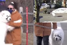 Photo of video | A „examinat-o”, apoi a cerut ajutor. Momentul în care un câine oprește o mașină pentru a-și salva stăpâna