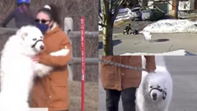 Photo of video | A „examinat-o”, apoi a cerut ajutor. Momentul în care un câine oprește o mașină pentru a-și salva stăpâna