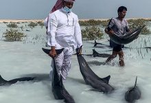 Photo of foto | Operațiune de salvare a unor delfini în Arabia Saudită, eșuată. Cel puțin șapte mamifere au fost găsite moarte la mal