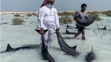 Photo of foto | Operațiune de salvare a unor delfini în Arabia Saudită, eșuată. Cel puțin șapte mamifere au fost găsite moarte la mal