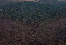 Photo of Pădurile tropicale sunt distruse și degradate cu rapiditate. O arie de dimensiunea teritoriului Franței, distrusă în ultimii ani