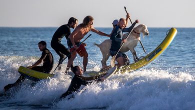 Photo of foto | Imagini inedite pe o plajă. Mai mulți tineri învață să facă surfing alături de o capră