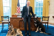 Photo of Câinii lui Biden, dați afară de la Casa Albă. Motivul pentru care unul dintre patrupezi ar fi devenit agitat