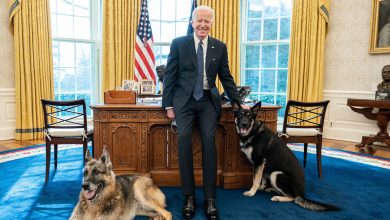 Photo of Câinii lui Biden, dați afară de la Casa Albă. Motivul pentru care unul dintre patrupezi ar fi devenit agitat