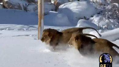 Photo of video | Obișnuiți cu savana, dar entuziasmați de zăpadă. Reacția leilor dintr-un zoo la fulgii de nea