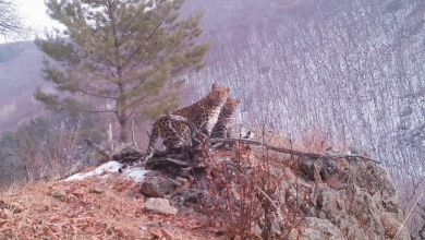 Photo of video | Imagini unice cu cea mai rară felină din lume și cei trei pui ai ei. La nivel mondial au mai rămas doar 100 de exemplare