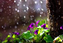 Photo of meteo | Ploile de primăvară ne vor bate la geam! Sunt prognozate precipitații pe întreg teritoriul țării
