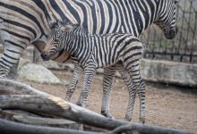 Photo of Un pui de zebră s-a născut la Grădina Zoologică din Chișinău