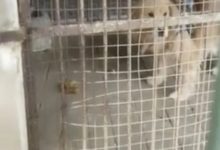 Photo of Au înlocuit leul cu un golden retriever și au sperat că vizitatorii nu-și dau seama. Isprava unor angajați de la o grădină zoologică din China