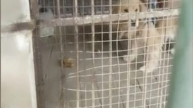 Photo of Au înlocuit leul cu un golden retriever și au sperat că vizitatorii nu-și dau seama. Isprava unor angajați de la o grădină zoologică din China
