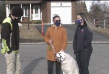 Photo of video | Imagini virale. Un câine oprește traficul pentru a cere ajutor după ce proprietarul său s-a prăbușit la pământ