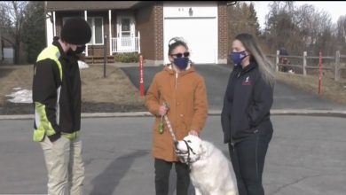 Photo of video | Imagini virale. Un câine oprește traficul pentru a cere ajutor după ce proprietarul său s-a prăbușit la pământ