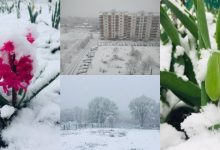 Photo of foto | Lalele și narcișii se ivesc de sub zăpadă. La sfârșit de aprilie, mai multe localități din Ucraina au fost acoperite de omăt