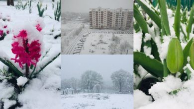 Photo of foto | Lalele și narcișii se ivesc de sub zăpadă. La sfârșit de aprilie, mai multe localități din Ucraina au fost acoperite de omăt