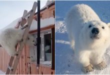 Photo of foto, video | Povestea puiului de urs polar orfan salvat de mineri pe o insulă arctică. S-a îmblânzit „ca un câine”