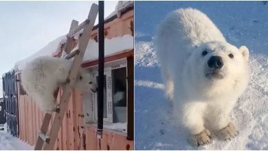 Photo of foto, video | Povestea puiului de urs polar orfan salvat de mineri pe o insulă arctică. S-a îmblânzit „ca un câine”